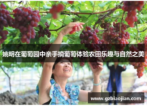 姚明在葡萄园中亲手摘葡萄体验农田乐趣与自然之美